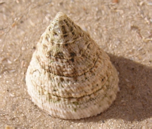 Bild von Algenfressender Schnecke 