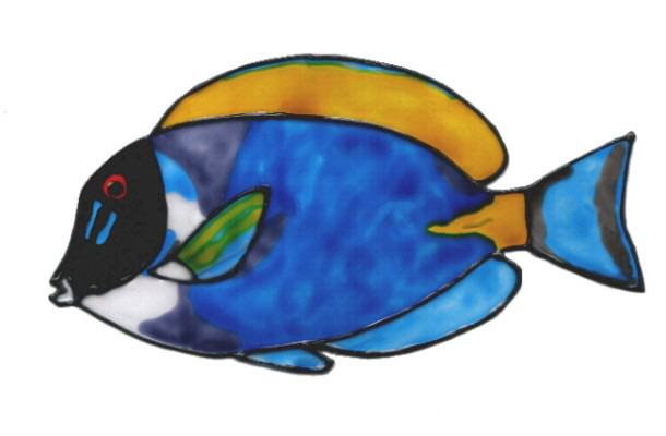 Grafik von Weißkehldoktorfisch 