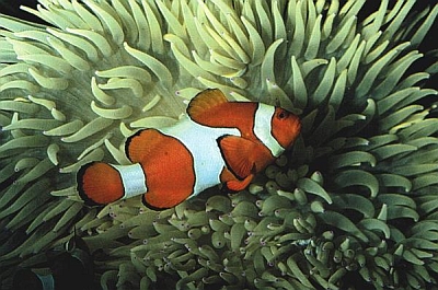 Amphiprion ocellaris - Foto von Jürgen Brei