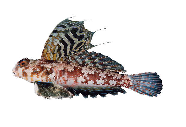 Grafik von Augenfleck-Mandarinfisch 
