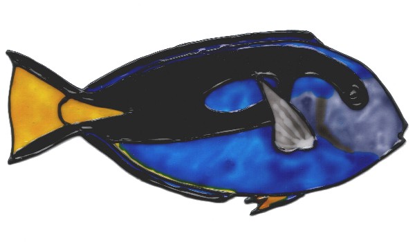 Grafik von Pallettendoktorfisch 