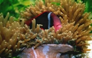 Foto von Amphiprion melanopus