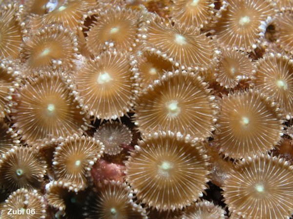 Bild von Krustenanemonen 
