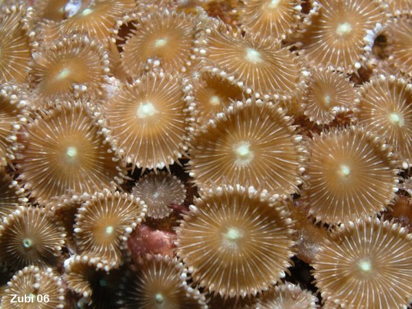 Bild von Krustenanemonen 